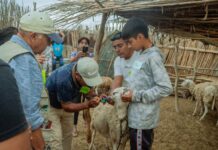 Productores de Cura Mori fortalecen la identificación de ovinos en Escuela de Campo Productores de Cura Mori fortalecen la identificación de ovinos en Escuela de Campo