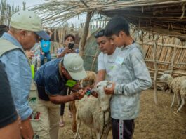Productores de Cura Mori fortalecen la identificación de ovinos en Escuela de Campo Productores de Cura Mori fortalecen la identificación de ovinos en Escuela de Campo