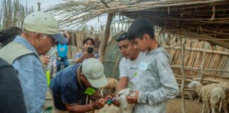 Productores de Cura Mori fortalecen la identificación de ovinos en Escuela de Campo Productores de Cura Mori fortalecen la identificación de ovinos en Escuela de Campo