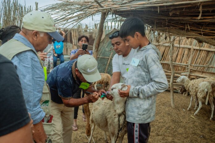 Productores de Cura Mori fortalecen la identificación de ovinos en Escuela de Campo Productores de Cura Mori fortalecen la identificación de ovinos en Escuela de Campo