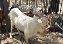 Feria Regional de Ganadería Caprina inició en Piura con amplia participación Feria Regional de Ganadería Caprina inició en Piura con amplia participación