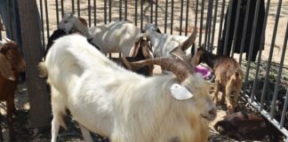 Feria Regional de Ganadería Caprina inició en Piura con amplia participación Feria Regional de Ganadería Caprina inició en Piura con amplia participación