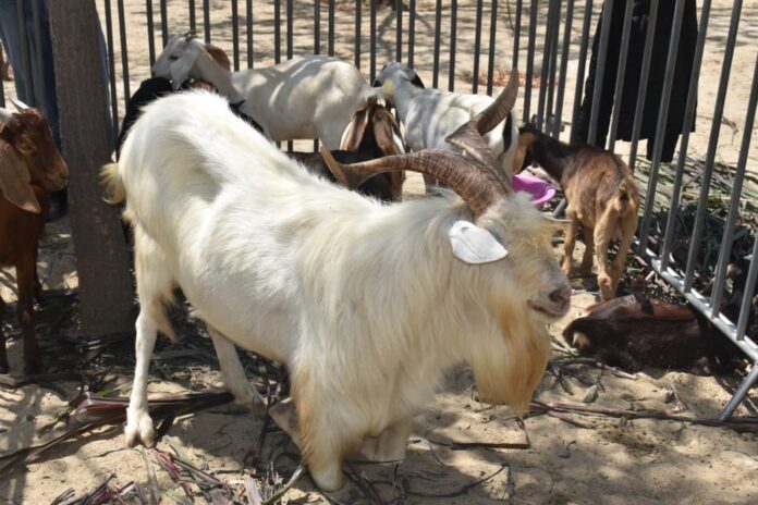Feria Regional de Ganadería Caprina inició en Piura con amplia participación