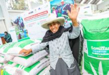 MIDAGRI entrega semillas de pastos mejorados para fortalecer la ganadería familiar en Cajamarca MIDAGRI entrega semillas de pastos mejorados para fortalecer la ganadería familiar en Cajamarca