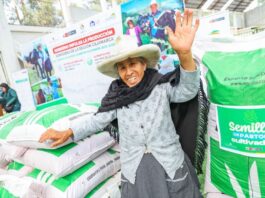 MIDAGRI entrega semillas de pastos mejorados para fortalecer la ganadería familiar en Cajamarca MIDAGRI entrega semillas de pastos mejorados para fortalecer la ganadería familiar en Cajamarca