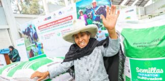 MIDAGRI entrega semillas de pastos mejorados para fortalecer la ganadería familiar en Cajamarca MIDAGRI entrega semillas de pastos mejorados para fortalecer la ganadería familiar en Cajamarca