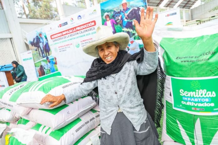 MIDAGRI entrega semillas de pastos mejorados para fortalecer la ganadería familiar en Cajamarca