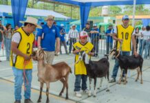 Productores caprinos concluyen con éxito la VI Feria Regional en Piura Productores caprinos concluyen con éxito la VI Feria Regional en Piura