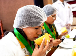 Producción de quesos artesanales del norte sobresale en concurso macrorregional 2025 Producción de quesos artesanales del norte sobresale en concurso macrorregional 2025