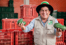 Productores peruanos exportan más de 870 toneladas de palta y uva Productores peruanos exportan más de 870 toneladas de palta y uva