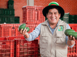 Productores peruanos exportan más de 870 toneladas de palta y uva Productores peruanos exportan más de 870 toneladas de palta y uva