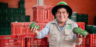 Productores peruanos exportan más de 870 toneladas de palta y uva Productores peruanos exportan más de 870 toneladas de palta y uva