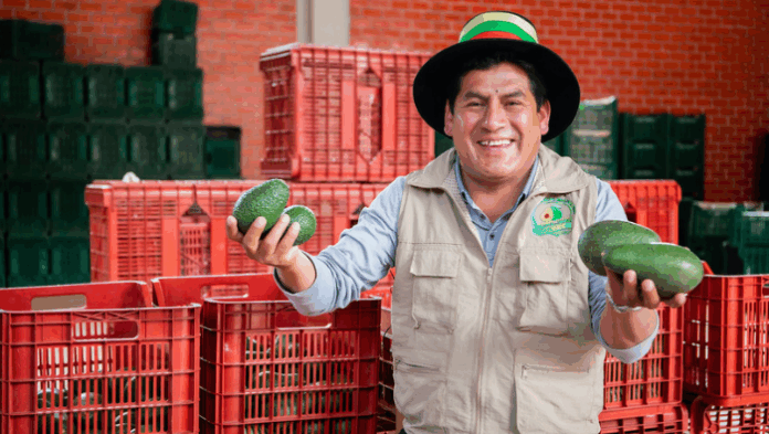 Productores peruanos exportan más de 870 toneladas de palta y uva