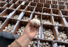 Pequeños productores exportan por primera vez 48 toneladas de ajo a México Pequeños productores exportan por primera vez 48 toneladas de ajo a México