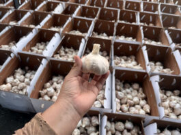 Pequeños productores exportan por primera vez 48 toneladas de ajo a México Pequeños productores exportan por primera vez 48 toneladas de ajo a México