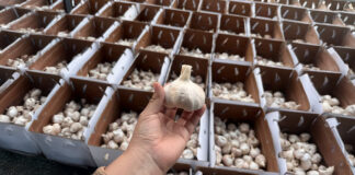 Pequeños productores exportan por primera vez 48 toneladas de ajo a México Pequeños productores exportan por primera vez 48 toneladas de ajo a México