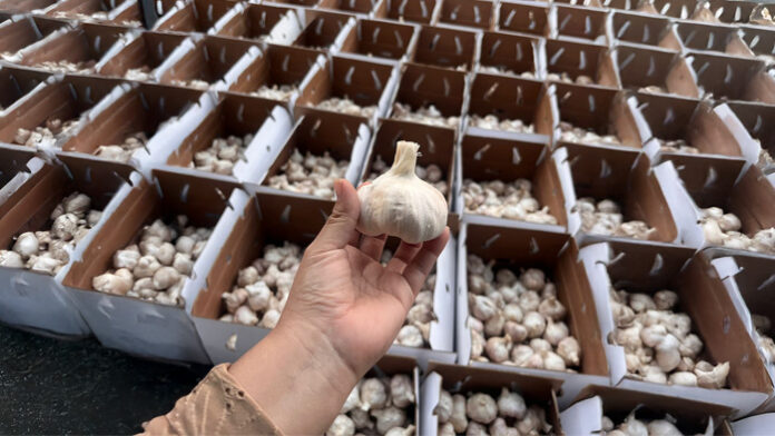 Pequeños productores exportan por primera vez 48 toneladas de ajo a México Pequeños productores exportan por primera vez 48 toneladas de ajo a México