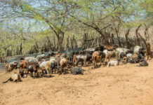 Intervención sanitaria fortalece la crianza de ovinos en Suyo y Las Lomas Intervención sanitaria fortalece la crianza de ovinos en Suyo y Las Lomas