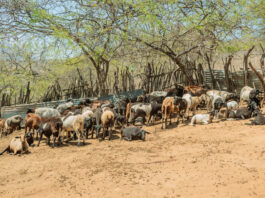 Intervención sanitaria fortalece la crianza de ovinos en Suyo y Las Lomas Intervención sanitaria fortalece la crianza de ovinos en Suyo y Las Lomas