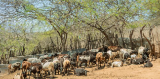 Intervención sanitaria fortalece la crianza de ovinos en Suyo y Las Lomas Intervención sanitaria fortalece la crianza de ovinos en Suyo y Las Lomas