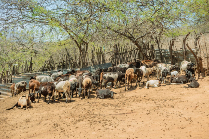 Intervención sanitaria fortalece la crianza de ovinos en Suyo y Las Lomas