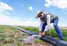 Puno: Proyectos de riego tecnificado fortalecen el uso eficiente del agua en Juliaca y Lampa Proyectos de riego tecnificado fortalecen el uso eficiente del agua en Juliaca y Lampa