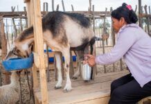 Producción caprina en Locuto crece 30% tras alianza con Buenaventura Producción caprina en Locuto crece 30% tras alianza con Buenaventura