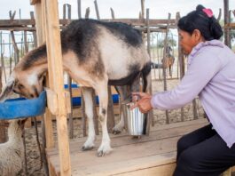 Producción caprina en Locuto crece 30% tras alianza con Buenaventura Producción caprina en Locuto crece 30% tras alianza con Buenaventura