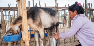 Producción caprina en Locuto crece 30% tras alianza con Buenaventura Producción caprina en Locuto crece 30% tras alianza con Buenaventura