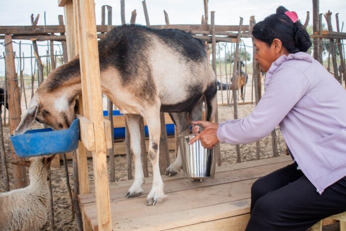 Producción caprina en Locuto crece 30% tras alianza con Buenaventura