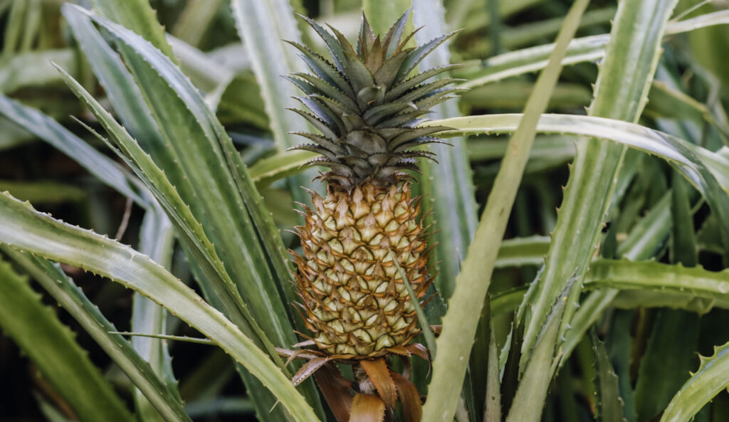 Perú lidera crecimiento de exportaciones de piña y proyecta superar los US$ 50 millones