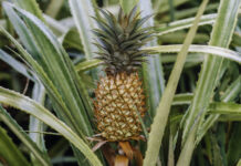 Perú lidera crecimiento de exportaciones de piña y proyecta superar los US$ 50 millones Perú lidera crecimiento de exportaciones de piña y proyecta superar los US$ 50 millones