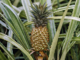 Perú lidera crecimiento de exportaciones de piña y proyecta superar los US$ 50 millones Perú lidera crecimiento de exportaciones de piña y proyecta superar los US$ 50 millones