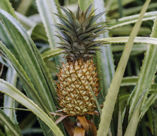 Perú lidera crecimiento de exportaciones de piña y proyecta superar los US$ 50 millones Perú lidera crecimiento de exportaciones de piña y proyecta superar los US$ 50 millones