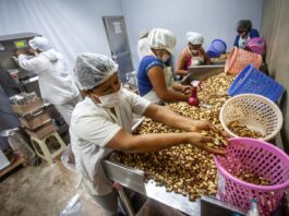 Perú exporta por primera vez castaña amazónica a China y fortalece su liderazgo agroexportador Perú exporta por primera vez castaña amazónica a China y fortalece su liderazgo agroexportador
