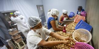 Perú exporta por primera vez castaña amazónica a China y fortalece su liderazgo agroexportador Perú exporta por primera vez castaña amazónica a China y fortalece su liderazgo agroexportador