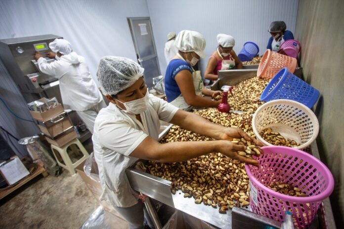 Perú exporta por primera vez castaña amazónica a China y fortalece su liderazgo agroexportador