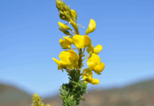 Día Nacional de las Flores: especies emblemáticas y su importancia en la floricultura Día Nacional de las Flores: especies emblemáticas y su importancia en la floricultura