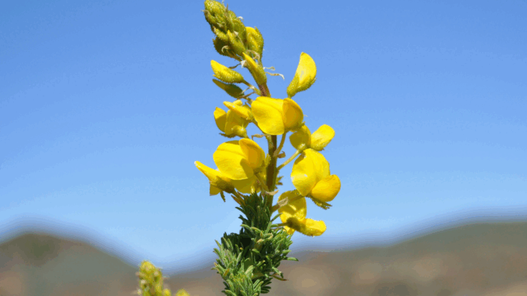 Día Nacional de las Flores: especies emblemáticas y su importancia en la floricultura