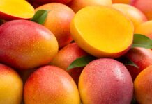 Productores de mango denuncian caída de precios y posible concertación en la campaña 2025-2026 Productores de mango denuncian caída de precios y posible concertación en la campaña 2025-2026