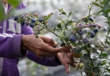 Agroexportaciones peruanas superarían a las chilenas en 2025, según el Midagri Agroexportaciones peruanas superarían a las chilenas en 2025, según el Midagri