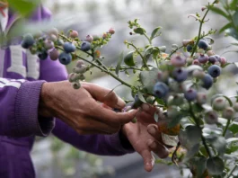 Agroexportaciones peruanas superarían a las chilenas en 2025, según el Midagri Agroexportaciones peruanas superarían a las chilenas en 2025, según el Midagri