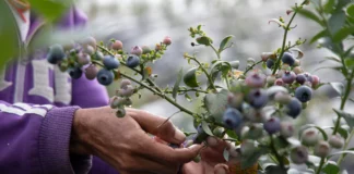 Agroexportaciones peruanas superarían a las chilenas en 2025, según el Midagri Agroexportaciones peruanas superarían a las chilenas en 2025, según el Midagri