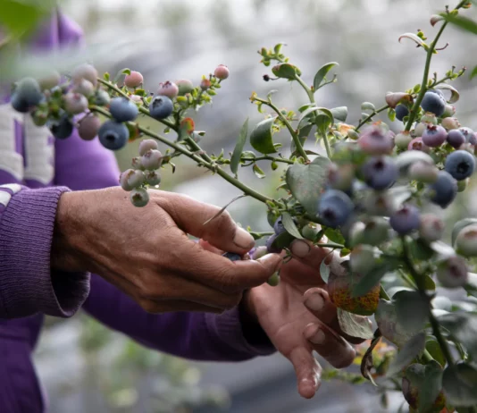 Agroexportaciones peruanas superarían a las chilenas en 2025, según el Midagri Agroexportaciones peruanas superarían a las chilenas en 2025, según el Midagri