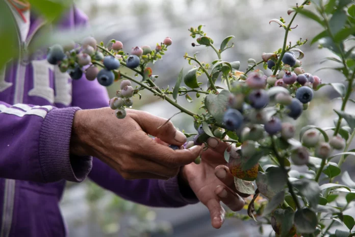 Agroexportaciones peruanas superarían a las chilenas en 2025, según el Midagri