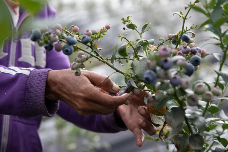 Agroexportaciones peruanas superarían a las chilenas en 2025, según el Midagri