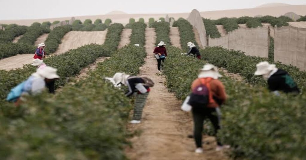 Aranceles de EE. UU. amenazan exportaciones agrícolas peruanas y el empleo rural