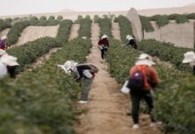 Aranceles de EE. UU. amenazan exportaciones agrícolas peruanas y el empleo rural Aranceles de EE. UU. amenazan exportaciones agrícolas peruanas y el empleo rural