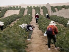 Aranceles de EE. UU. amenazan exportaciones agrícolas peruanas y el empleo rural Aranceles de EE. UU. amenazan exportaciones agrícolas peruanas y el empleo rural