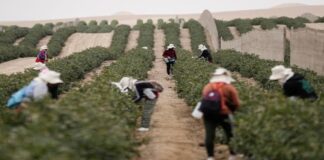 Aranceles de EE. UU. amenazan exportaciones agrícolas peruanas y el empleo rural Aranceles de EE. UU. amenazan exportaciones agrícolas peruanas y el empleo rural